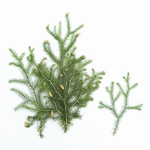 Una confezione da 12 pezzi di foglie vere pressate, foglie verdi pressate, fiori di Lycopodium, foglie verdi, fiori di foglie vere, steli di fogliame verde (5-8 cm)