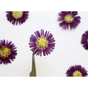 May include: Close-up of purple and yellow dried flowers. A pair of tweezers holds one flower, while others are scattered on a white background. The flowers have a vibrant purple hue with yellow centers, perfect for crafting or decoration.