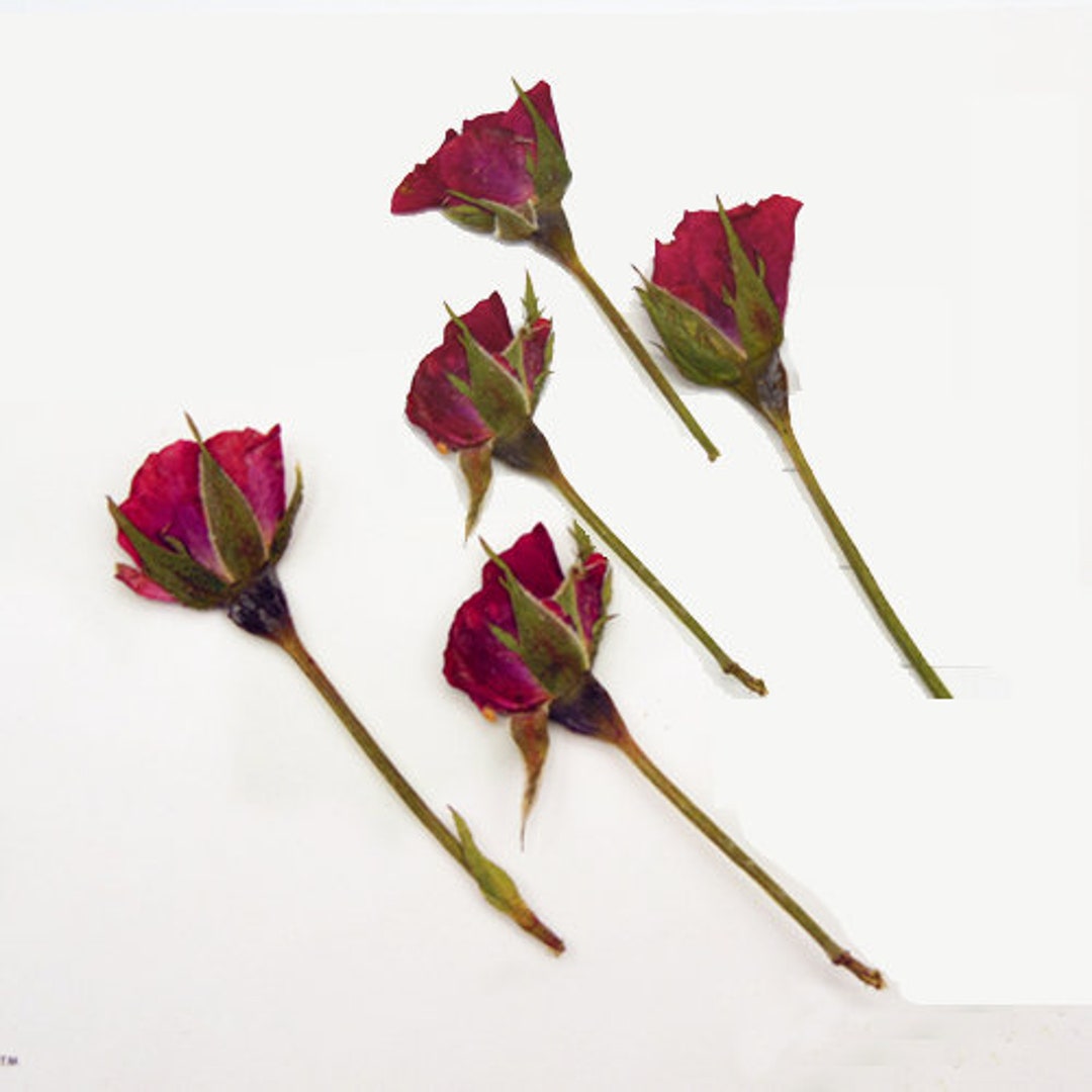 Pressed Flowers,a Pack of 6 PCS Dried Pressed Flowers Bud,dried Flower ...