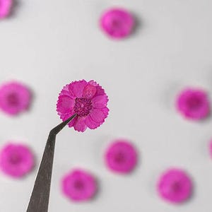 押し花、赤紫色の押し花、12個/パック、押し花、赤紫色の押し花、小さなドライフラワー、本物のデイジードライフラワー