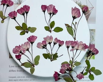 Dry flower for resin,6 PCS/Pack,Cherry Blossom dry Flower natural Flower Leaves Preserved Real Wild Flat Leaf Petal purple