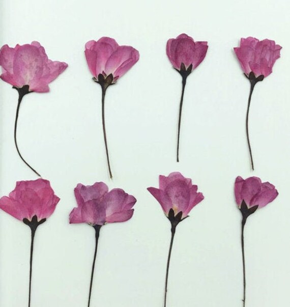 Dried Flowers,pressed Flowers for Resin,a Pack of 16 Pcs,pressed Dried  Assortment Flowers,purple Pink Dried Flat Flower Packs 