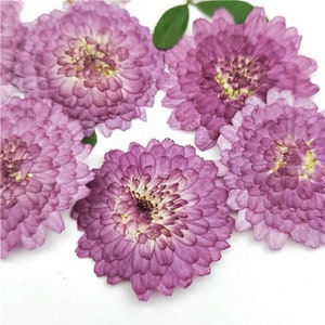 Pressed flowers for resin,A Pack of 12 PCS, purple Pressed Flower,Dark purple flat flower packs,Natural Dried Flowers Chrysanthemum