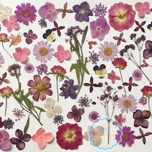Pressed flowers,A Pack of 20 PCS dried Pressed flowers,purple dried flower,Real Dried Pressed flowers ,dried flowers