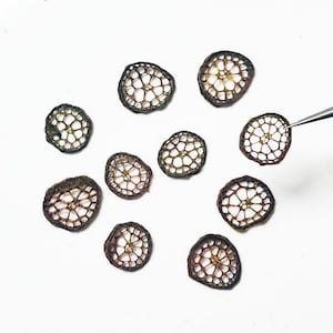 pressed flowers,Dry flower stem,Water lily stem slice,Set of 10 PCS,pressed Mini lotus root, dried flower stems,Flowers,scrapbooking, art