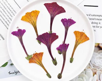 Pressed flowers,Four o'clock flower pressed flowers,dried flower, 6 PCS/ Pack, purple flower,orange flower, Scrapbook flowers
