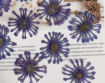 Pressed flower,6PCS/Pack,dried flower,large purple dried flower,Real purple flower,dried flower petals,dried purple flowers