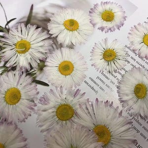 May include: A collection of dried white daisies with yellow centers. The daisies have a delicate, light purple hue around the edges of the petals.