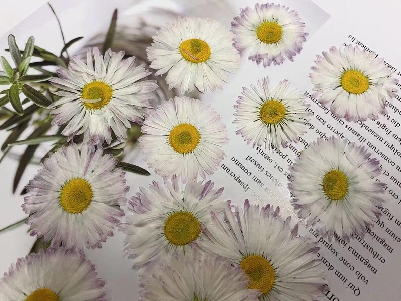 May include: A collection of dried white daisies with yellow centers. The daisies have a delicate, light purple hue around the edges of the petals.