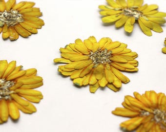 6 PCS Yellow Pressed Flowers, Floral Art Supplies