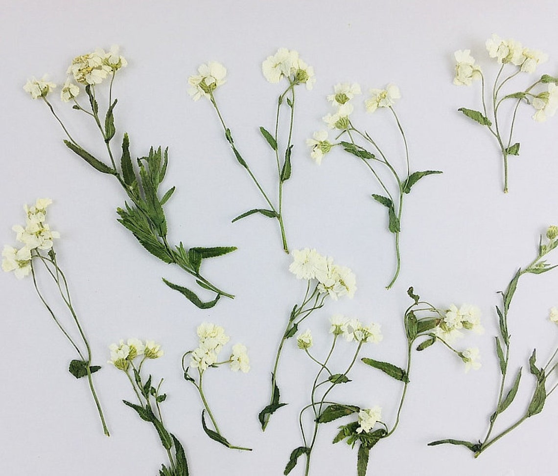 Pressed Flowers,rice White Pressed Flowers 8 Pcs/pack,pressed Flower ...