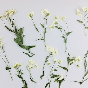 Gepresste Blumen, Reis weiße gepresste Blumen 8 Stück / Packung, gepresste Blume, trockener flacher Reis weiß Kleine Gänseblümchenblume Konservierte wilde getrocknete Blume