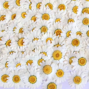 Pressed White Daisy (3 sizes) 12pcs/pack small Dry Flower Preserved White Daisies Dried Flat Wild flowers (2-2.5cm) (2.5-3cm) (3-3.5cm)