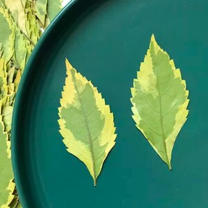 Set da 10 pezzi di foglie vere pressate, foglie verdi pressate, foglie verdi di forsizia, foglie vere floreali, fiori verdi