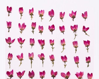 Flores de cerezo preservadas: Pequeñas flores de color rojo rosado con pétalos planos para manualidades con resina (12 unidades/paquete).