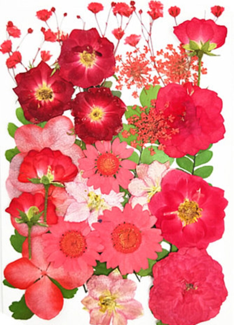 A Pack of 2835 PCS Dried Flat Flower Packs Pressed Flowers Etsy UK