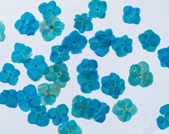 Pressed flowers,blue dried flowers,100 PCS /Pack,dried Pressed flowers,Pressed blue Hydrangea,Flat Flowers Natural Preserved Dry Flower