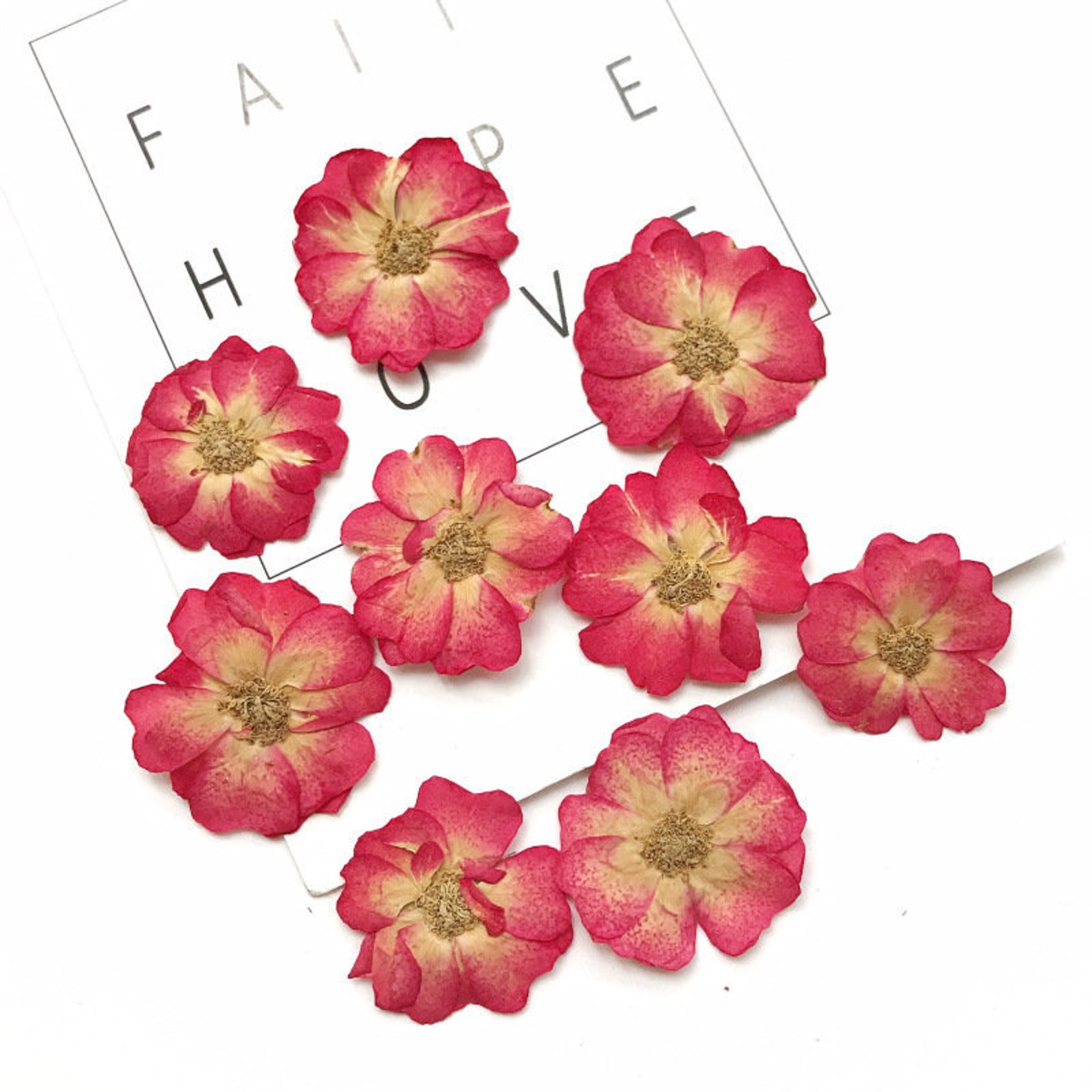 A Pack of 12 PCSred dried flat flower packs pressed flowers Etsy