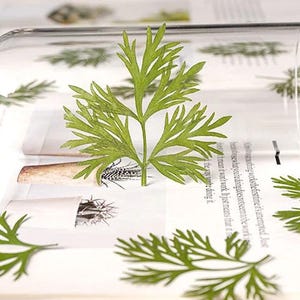 10 PCS Set Real Pressed Leaves,Pressed Green Leaves flower green leaves Floral real leaf flower Greeny