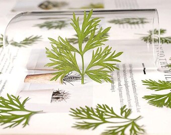 Set da 10 pezzi di foglie vere pressate, foglie verdi pressate, fiori, foglie verdi, foglie vere floreali, fiori Greeny