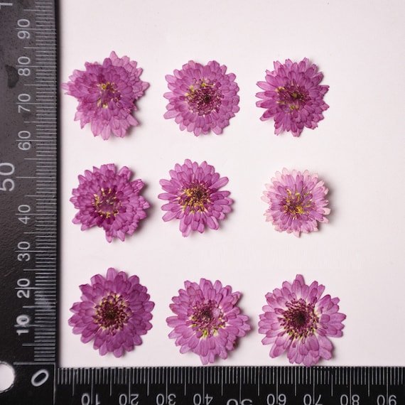 Lilac Chrysanthemum Pressed Real Dried Flowers