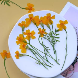 Pressade ringblommor: Gula Tagetes patula Naturliga torkade blomstjälkar 6 st
