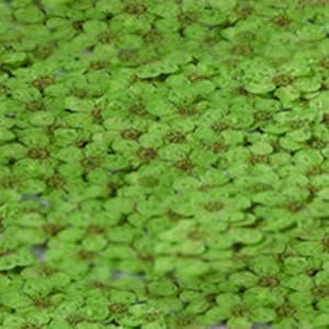pressed flowers,green pressed flowers,20 PCS/Pack, Small Nail Dried Flower, green Dried flower,Small Narcissus green flower（0.5-0.8cm)