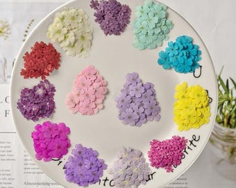 Flores de verbena prensadas: azul, morado, rosa, rojo y amarillo (paquete de 12 unidades)