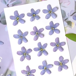 Pressade blommor i blå stjärna: Smycken och hantverksmaterial i harts (12 st)