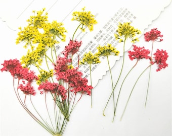 Assorted Pressed Flowers: Colorful Lace Flowers, Valentine Gift (6 PCS)