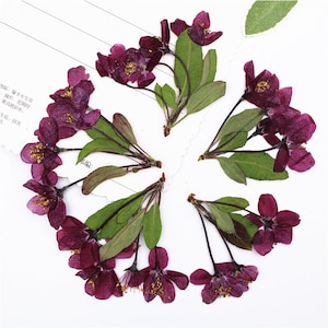 A Pack of 6 PCS,Pressed Dried Flowers,Dried thousand Begonia flower,dried flat flower packs,Natural Dried Flowers DIY,pressed real Floral
