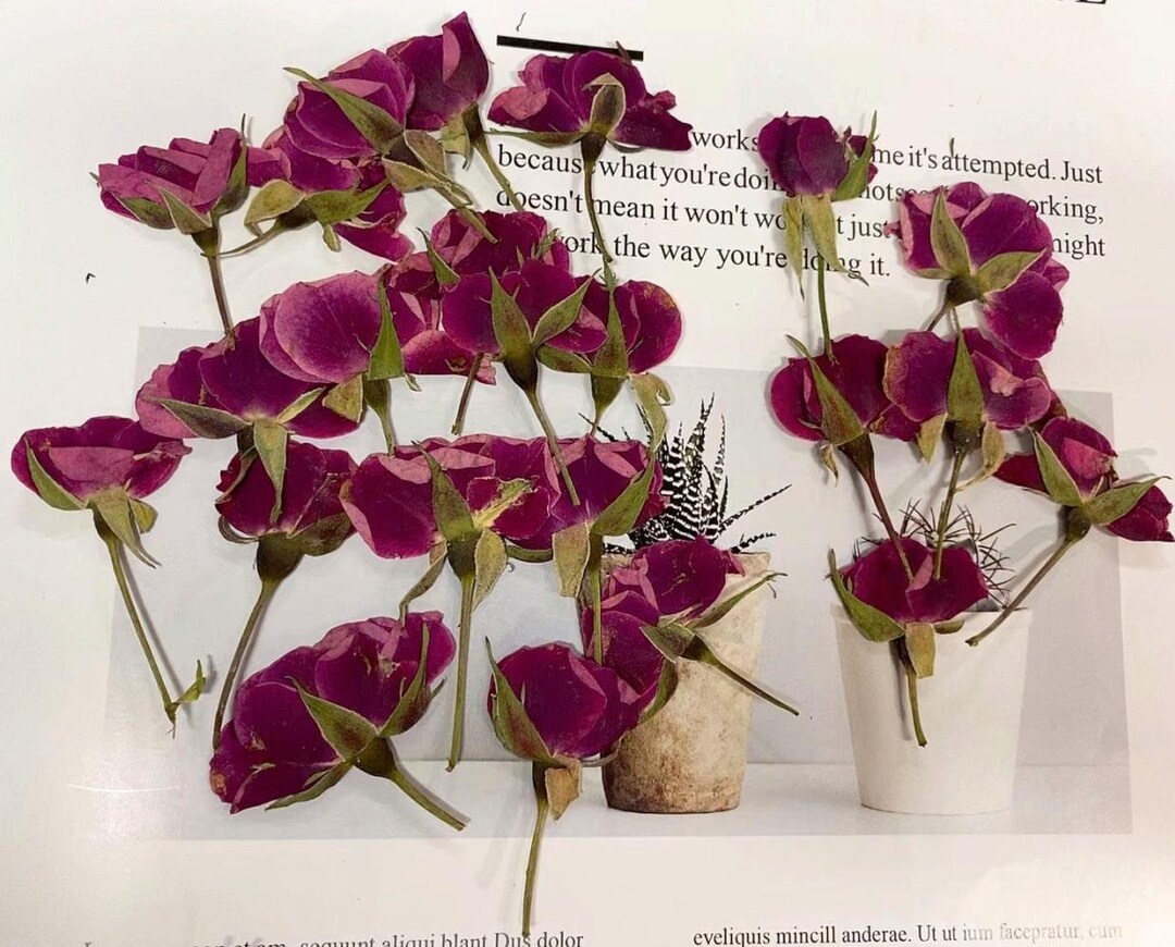 Dried Pressed Flower,10 Pcs/pack,rose Red Rose Buds Pressed, Real Dry ...