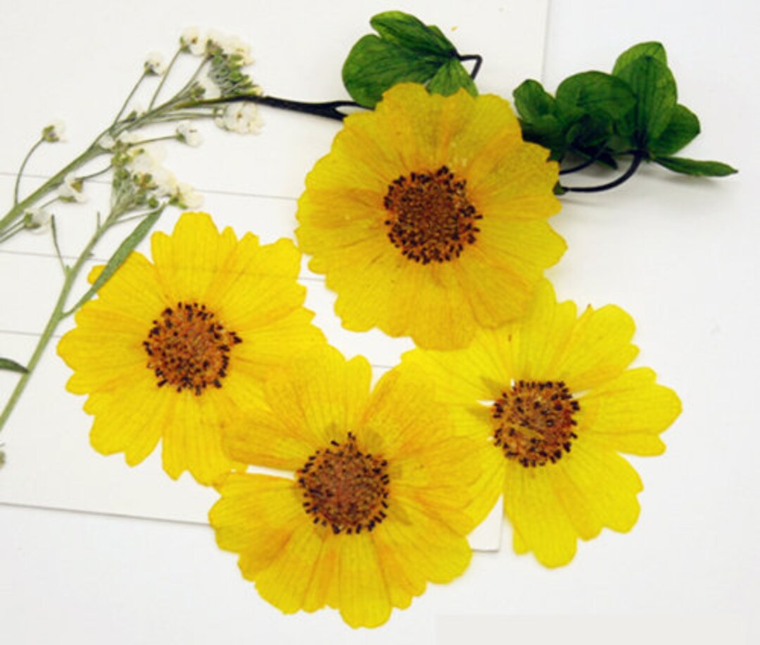 Bulk Pressed Flower,a Pack of 12 PCS Chrysanthemum Real Dried Flowers