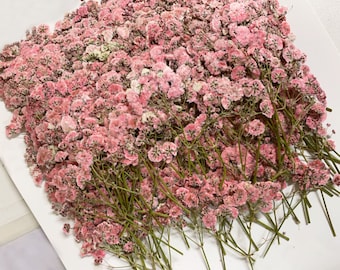 Uitnodiging voor bruiloftsbloemen, set van 20 stuks roze gipskruid gedroogde geperste bloemen, gedroogde echte platte bloemen, droge roze bloemen (6-8 cm)