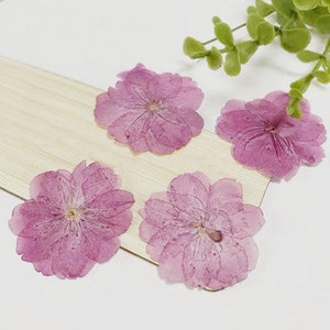 Cherry blossoms Dried Flowers (3-4cm)12 PCS/ Pack,Pink purple Dried Flowers,Bulk pressed flower Floral,dry flowers,Real Dried Pressed flower