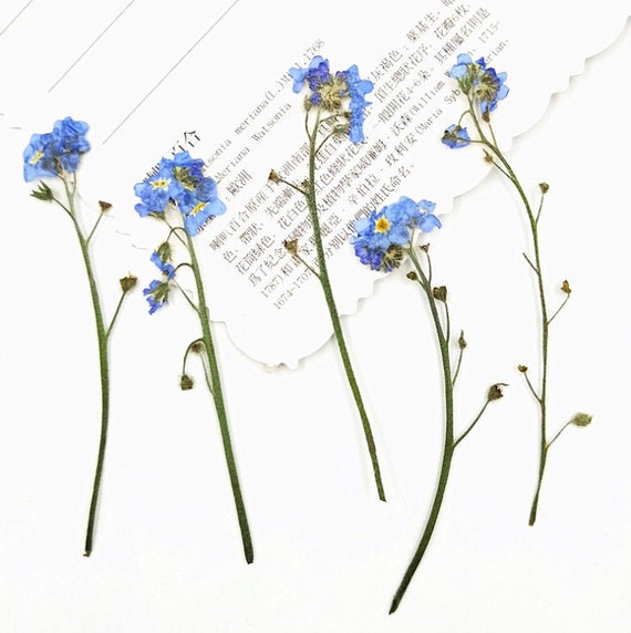 Pressed Flowerpressed Me Not Flowersdry Pressed Etsy