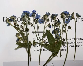 Pressed Forget-Me-Not Flowers: Dried Blue Wildflower Set (12 PCS)