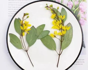 Yellow Pressed Flower Stems: Natural Dried Flowers, 8 PCS