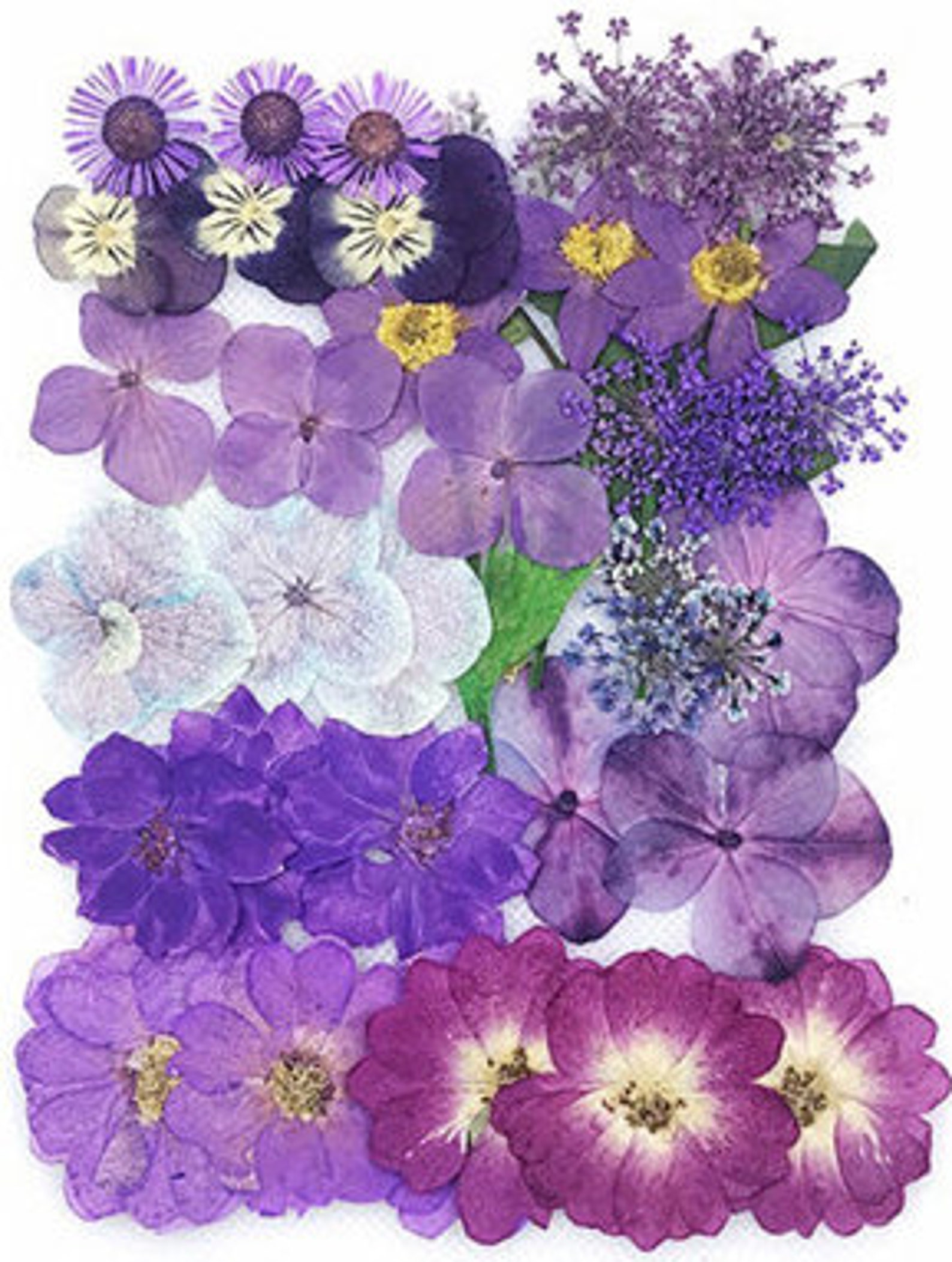 Bulk Pressed Flowera Pack of 3640 PCS Dried Flat Flower Etsy