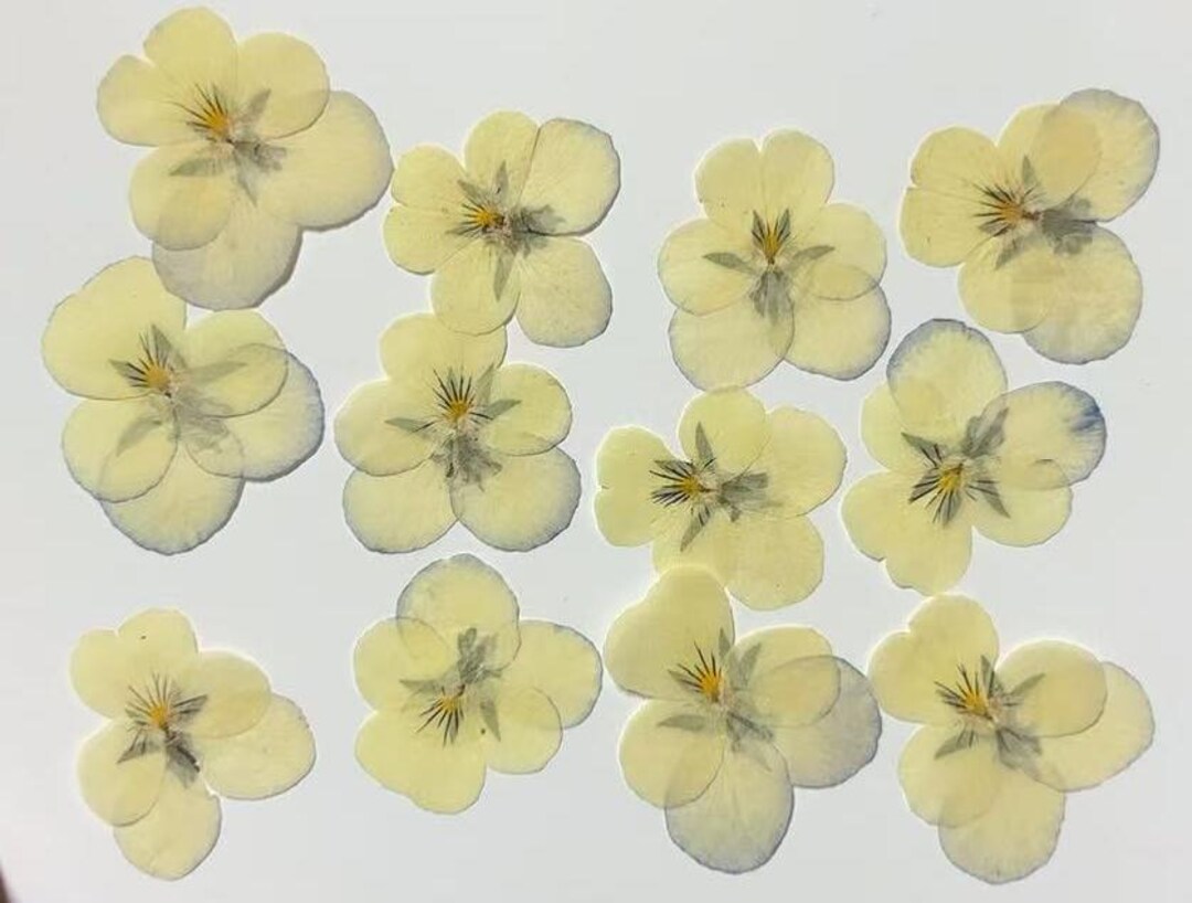 Pressed Flowers,faint Yellow Pressed Flowers,12 Pcs/pack,yellow Flower ...