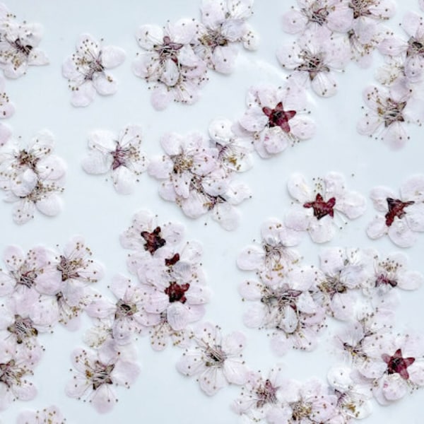 Pressed flowers,Pale pink white pressed flowers,12PCS/Pack,Pale pink White Plum blossom,Pale pink white Dried pressed flower,(1.5-2cm)