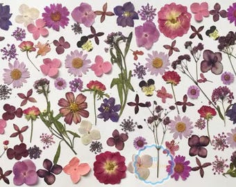 Purple Pressed Flowers 20 PCS  Real Dried Floral Embellishments
