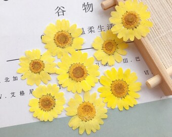 12PCS Yellow Pressed Chrysanthemum Flowers: Resin Art Supplies