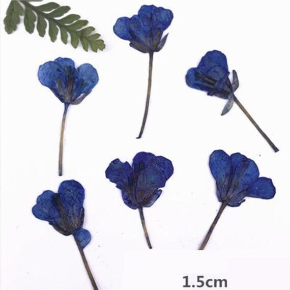 Pressed Flowersnavy Blue Pressed 
