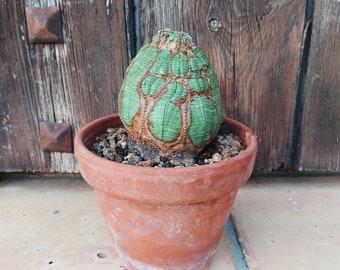 Euphorbia obesa Antiguos ejemplares. Euphorbia obesa gigante. Living Rocks, Planta Suculenta de Béisbol. Caudex, cactus vivo. Spurge de melón