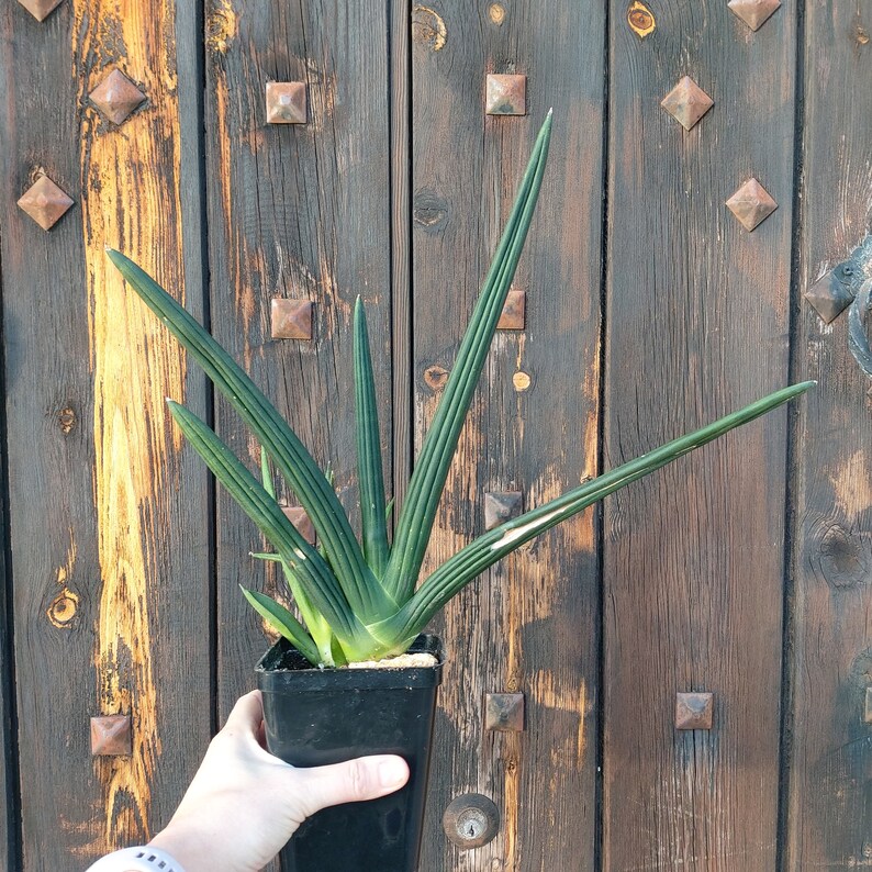 Sansevieria Boncel híbrido Tiara Esmeralda. Sansevieria cilíndrica. Planta de palillo de elefantes, planta de serpiente viva. Planta de interior exótica, agave imagen 2