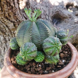 Euphorbia obesa alte Pflanzen. Euphorbia obesa dichotomisch, Euphorbia obesa caespitosa. Caudiciforme Sukkulente, lebender Kaktus