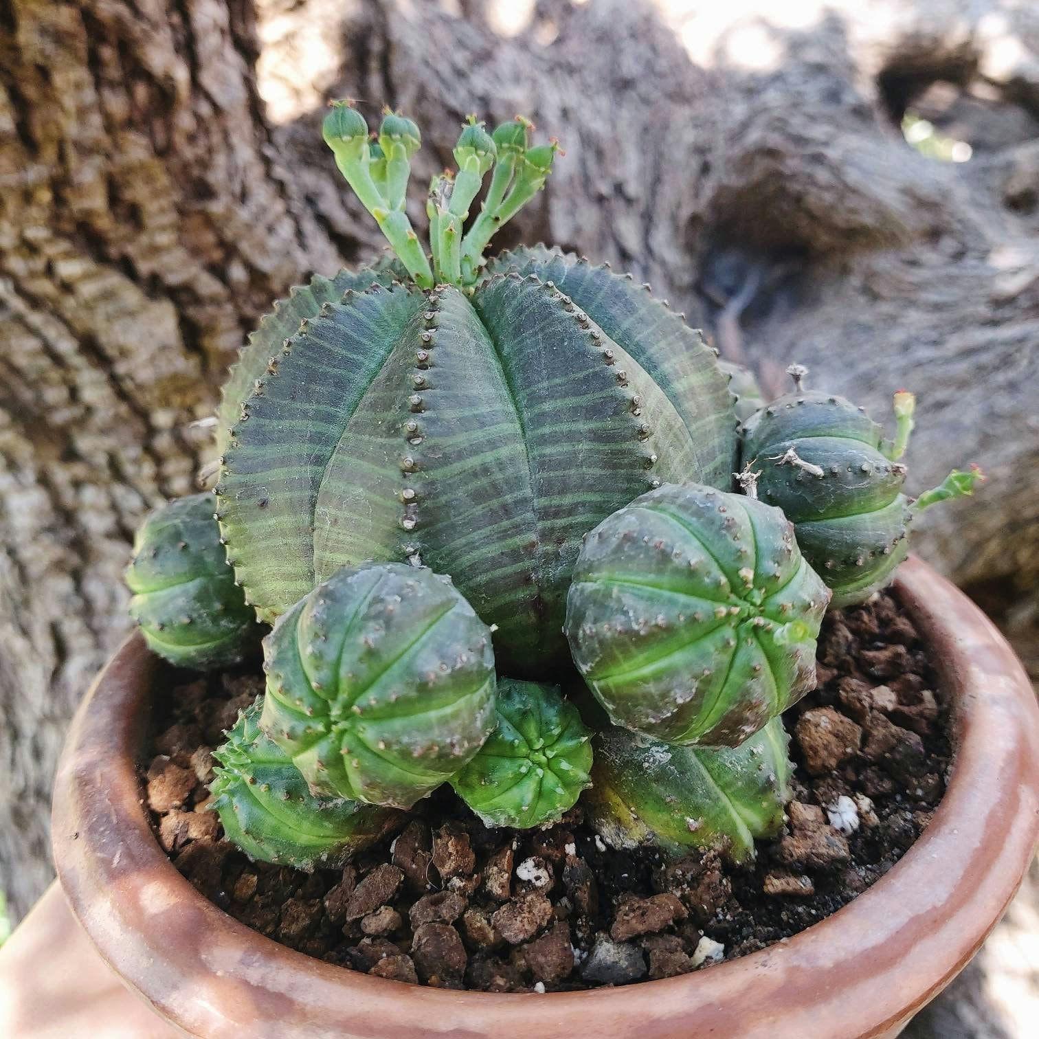 Euphorbia Obesa Old Plants. Euphorbia Obesa Dichotomic, Euphorbia