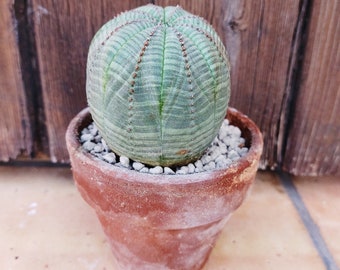 Euphorbia obesa striata. Living Rocks, Planta Suculenta de Béisbol. Caudex, cactus vivo. Spurge de melón