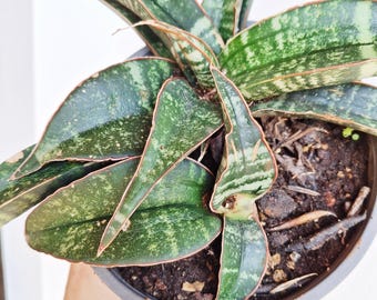 FatSucculents - Etsy.de
